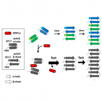 Amyloid modifier SERF1a interacts with polyQ-expanded huntingtin-exon 1 via helical interactions and exacerbates polyQ-induced toxicity