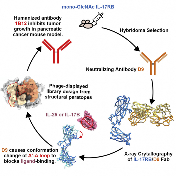 Structural basis of interleukin-17B receptor in complex with a neutralizing antibody for guiding humanization and affinity maturation