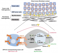 Homophilic ATP1A1 binding induces activin A secretion to promote EMT of tumor cells and myofibroblast activation