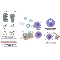 A non-neutralizing antibody broadly protects against influenza virus infection by engaging effector cells