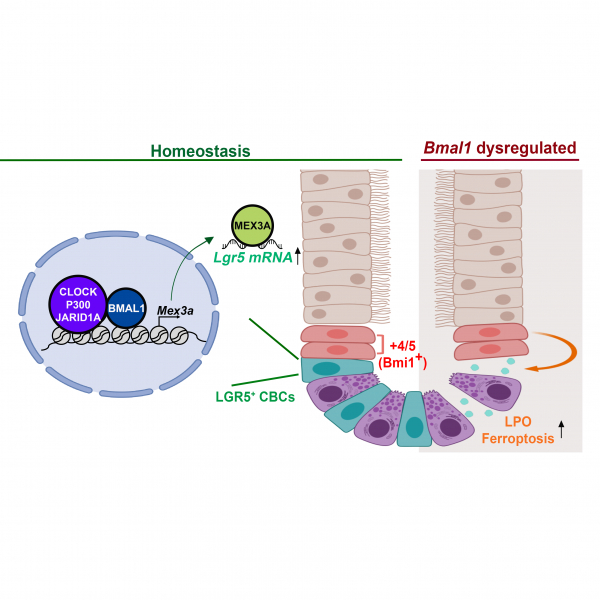 Core clock gene BMAL1 and RNA-binding protein MEX3A collaboratively regulate Lgr5 expression in intestinal crypt cells