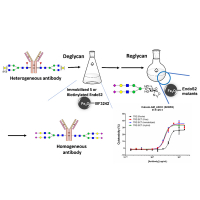 Development of biotinylated and magnetic bead-immobilized enzymes for efficient glyco-engineering and isolation of antibodies