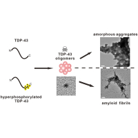 Hyperphosphorylation-Mimetic TDP-43 Drives Amyloid Formation and Possesses Neuronal Toxicity at the Oligomeric Stage