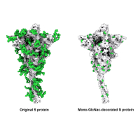 Vaccination with SARS-CoV-2 spike protein lacking glycan shields elicits enhanced protective responses in animal models