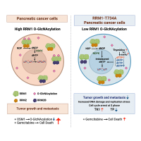 RRM1 O-GlcNAcylation inhibition suppresses pancreatic cancer via TK1-mediated replication stress