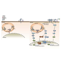 Endosomal TLR3 co-receptor CLEC18A enhances host immune response to viral infection