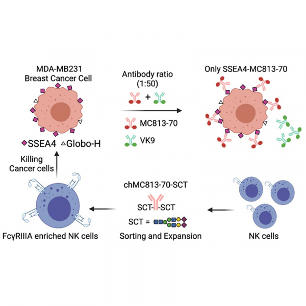 Combined effect of anti-SSEA4 and anti-Globo H antibodies on breast cancer cells