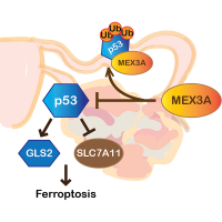 MEX3A mediates p53 degradation to suppress ferroptosis and facilitate ovarian cancer tumorigenesis