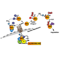 Differential effects of SUMO1 and SUMO2 on circadian protein PER2 stability and function