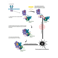 Innovative cyclic peptide disrupts IL-17RB–MLK4 interaction for targeted pancreatic cancer therapy