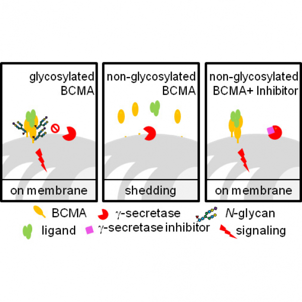 Single Site N‑Glycosylation of B Cell Maturation Antigen (BCMA) Inhibits γ‑Secretase-Mediated Shedding and Improves Surface Retention and Cell Survival