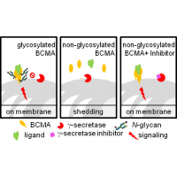 Single Site N‑Glycosylation of B Cell Maturation Antigen (BCMA) Inhibits γ‑Secretase-Mediated Shedding and Improves Surface Retention and Cell Survival