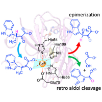 Structural and Mechanistic Bases for StnK3 and Its Mutant-Mediated Lewis-Acid-Dependent Epimerization and Retro-Aldol Reactions