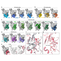 Structural basis for a conserved neutralization epitope on the receptor-binding domain of SARS-CoV-2