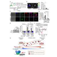 Interplay between desmoglein2 and hypoxia controls metastasis in breast cancer