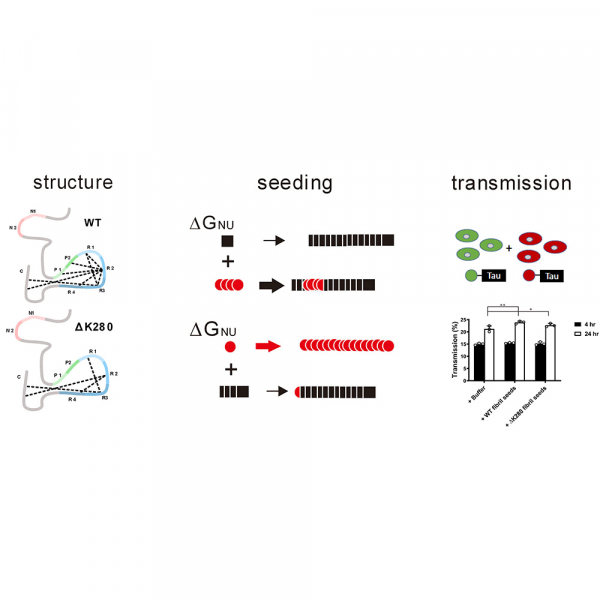 Tau destabilization in a familial deletion mutant K280 accelerates its fibrillization and enhances the seeding effect