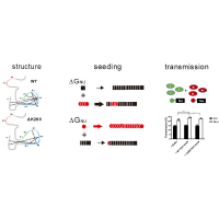 Tau destabilization in a familial deletion mutant K280 accelerates its fibrillization and enhances the seeding effect