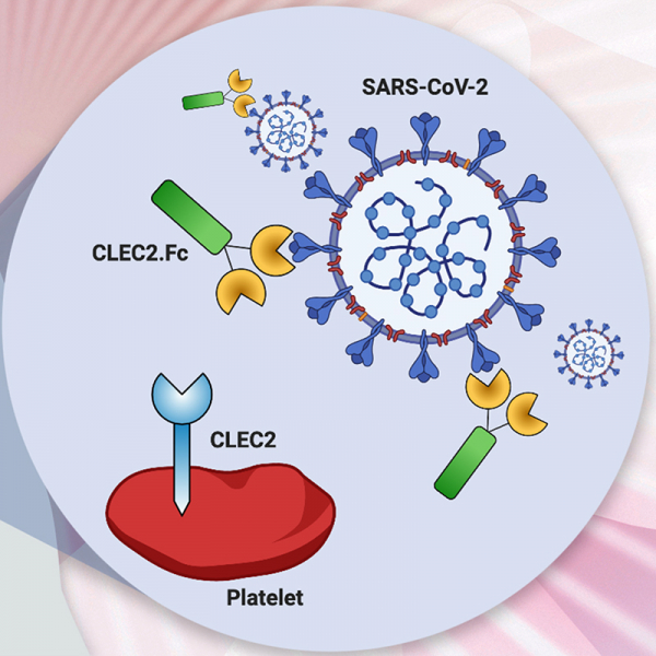 Inhibition of SARS-CoV-2-mediated thromboinflammation by CLEC2.Fc
