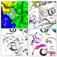 N-Formimidoylation/-iminoacetylation modification in aminoglycosides requires FAD-dependent and ligand-protein NOS bridge dual chemistry