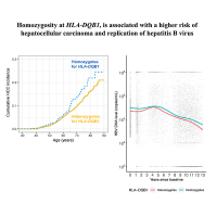 HLA zygosity increases risk of hepatitis B virus-associated hepatocellular carcinoma