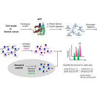 Quantitative mass spectrometric analysis of hepatocellular carcinoma biomarker alpha-fetoprotein