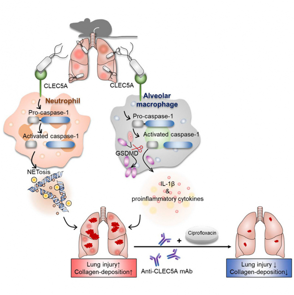 CLEC5A is critical in Pseudomonas aeruginosa–induced NET formation and acute lung injury