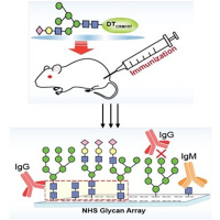 Immunogenicity evaluation of N-glycans recognized by HIV broadly neutralizing antibodies