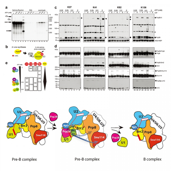 Activation of Prp28 ATPase by Phosphorylated Npl3 at a Critical Step of Spliceosome Remodeling