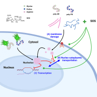 Sulfated disaccharide protects membrane and DNA damages from arginine-rich dipeptide repeats in ALS