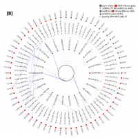 Trans-genetic effects of circular RNA expression quantitative trait loci and potential causal mechanisms in autism