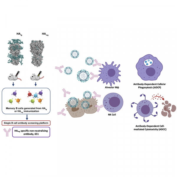 A non-neutralizing antibody broadly protects against influenza virus infection by engaging effector cells