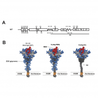 Glycosite-deleted mRNA of SARS-CoV-2 spike protein as a broad-spectrum vaccine