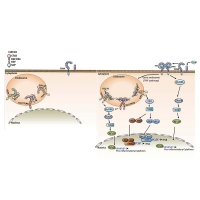 Endosomal TLR3 co-receptor CLEC18A enhances host immune response to viral infection