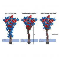 Low-sugar universal mRNA vaccine against coronavirus variants with deletion of glycosites in the S2 or stem of SARS-CoV-2 spike messenger RNA (mRNA)