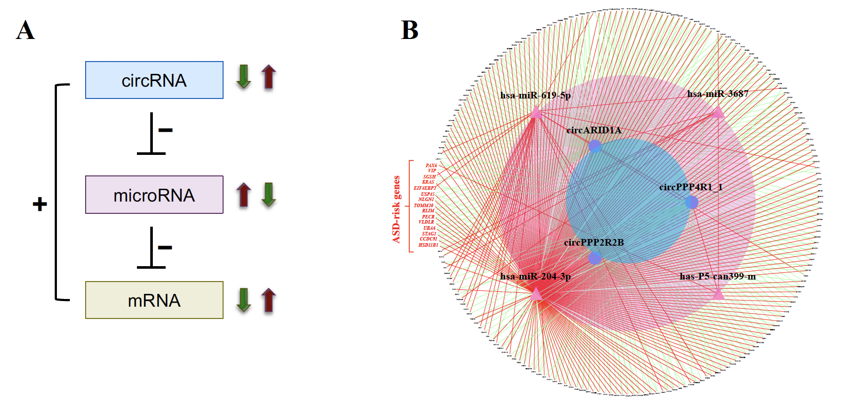 2020ASD F2 2020ASD F2