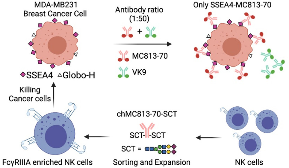 Combined effect of anti-SSEA4 and anti-Globo H antibodies on breast cancer cells