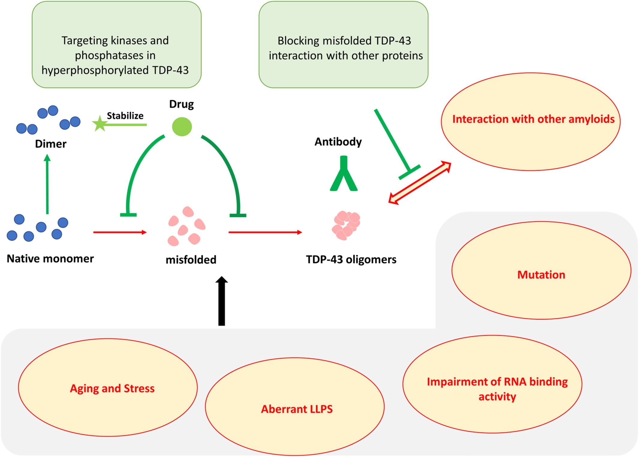 TAR DNA-binding protein 43 oligomers in physiology and pathology