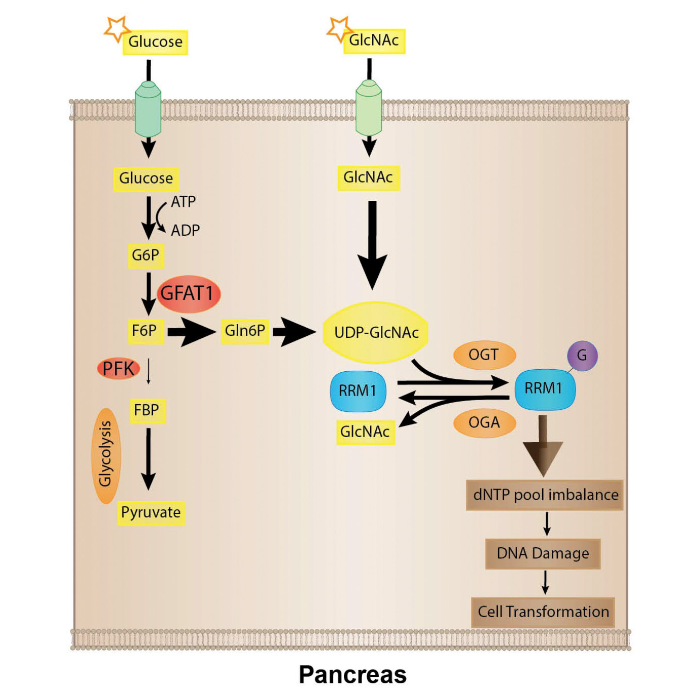 Differential effects of glucose and N-acetylglucosamine on genome instability Differential effects of glucose and N-acetylglucosamine on genome instability