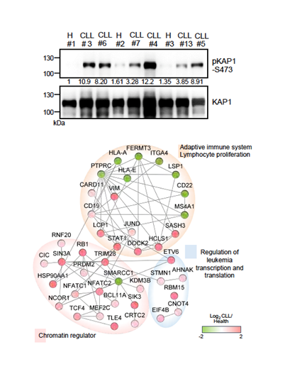 Phosphoproteomics reveals the role of constitutive KAP1 phosphorylation by B-cell receptor signaling in chronic lymphocytic leukemia