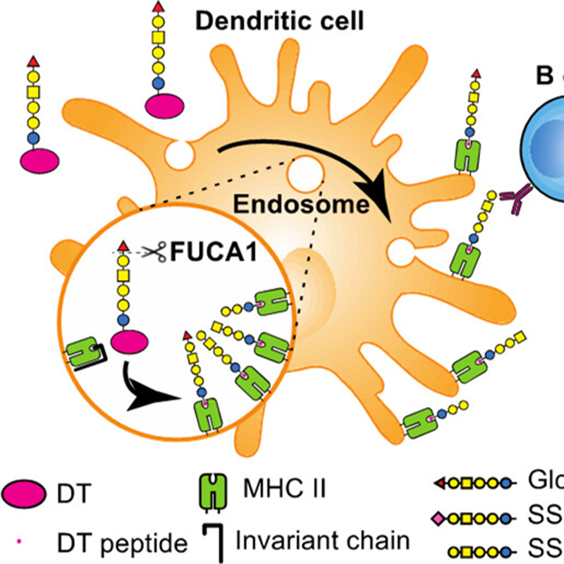 Mechanism of Antigen Presentation and Specificity of Antibody Cross-Reactivity Elicited by an Oligosaccharide-Conjugate Cancer Vaccine