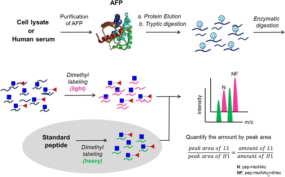 Quantitative mass spectrometric analysis of hepatocellular carcinoma biomarker alpha-fetoprotein