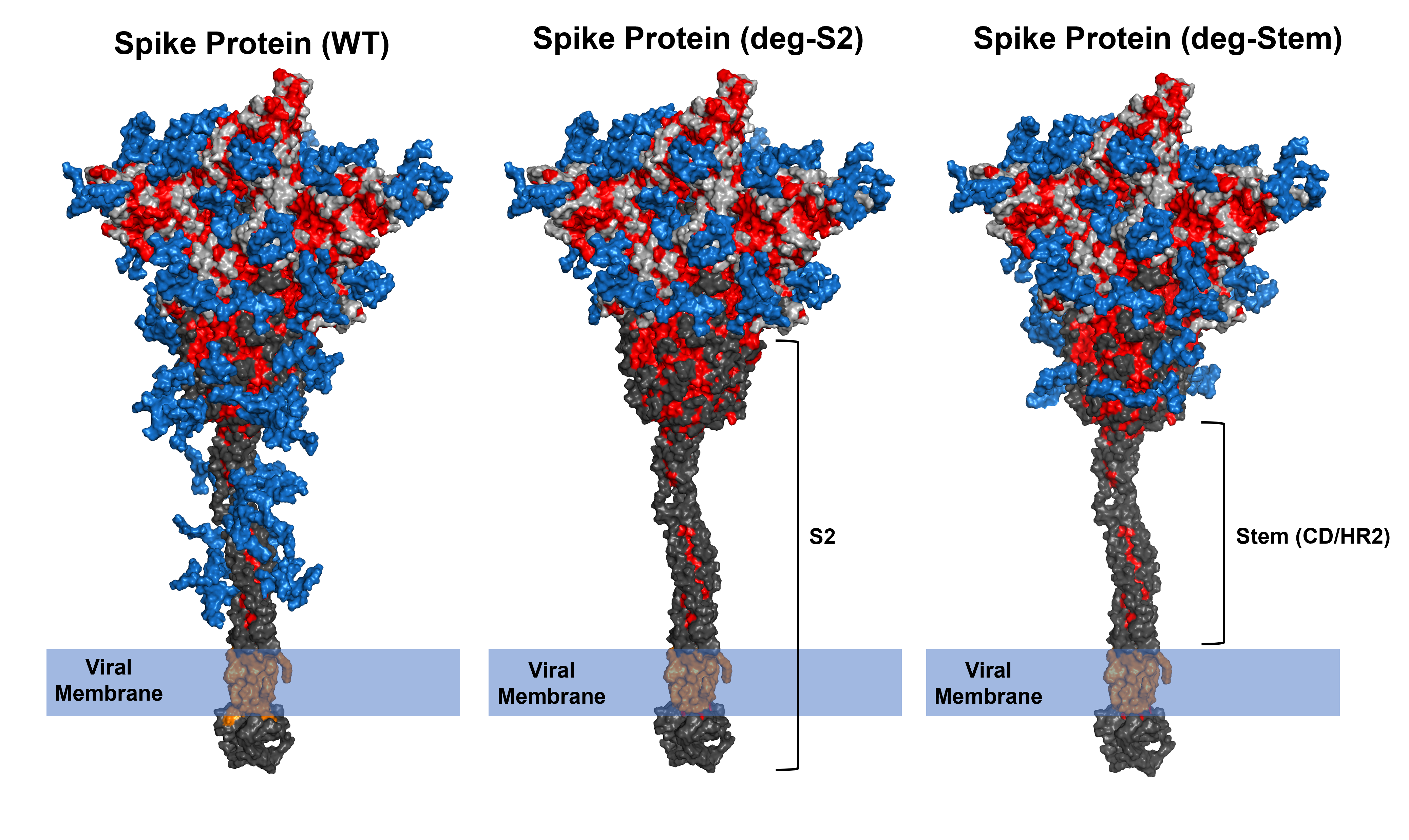 Low-sugar universal mRNA vaccine against coronavirus variants with deletion of glycosites in the S2 or stem of SARS-CoV-2 spike messenger RNA (mRNA) Low-sugar universal mRNA vaccine against coronavirus variants with deletion of glycosites in the S2 or stem of SARS-CoV-2 spike messenger RNA (mRNA)