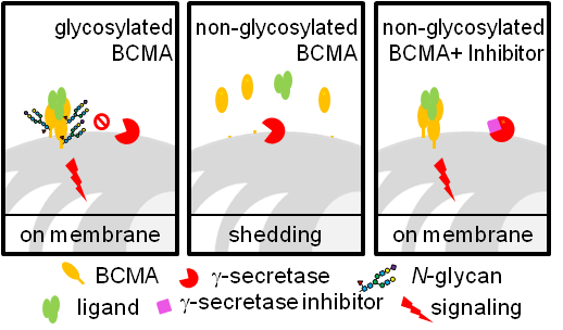 Single Site N‑Glycosylation of B Cell Maturation Antigen (BCMA) Inhibits γ‑Secretase-Mediated Shedding and Improves Surface Retention and Cell Survival