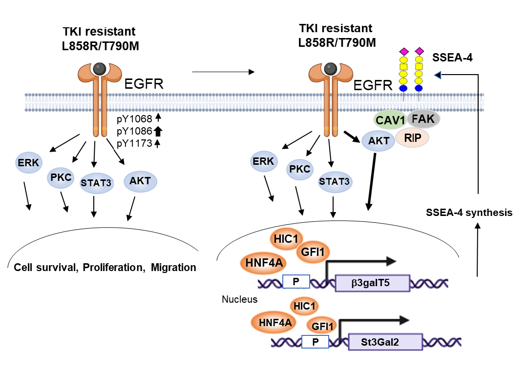 Increased expression of SSEA-4 on TKI-resistant non-small cell lung cancer with EGFR-T790M mutation Increased expression of SSEA-4 on TKI-resistant non-small cell lung cancer with EGFR-T790M mutation