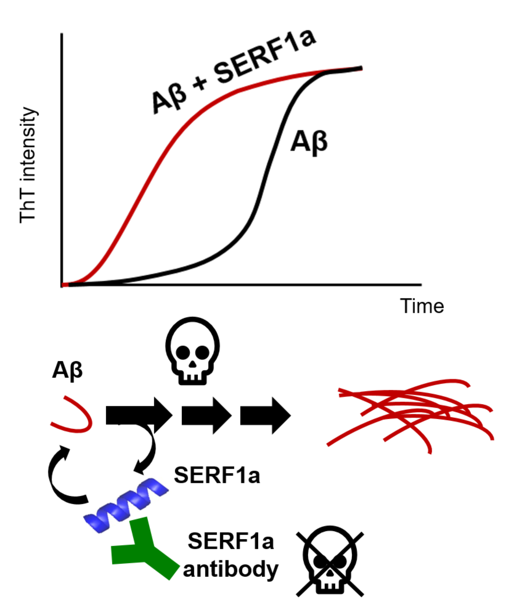 Amyloid Modifier SERF1a Accelerates Alzheimer’s Amyloid-β Fibrillization and Exacerbates the Cytotoxicity