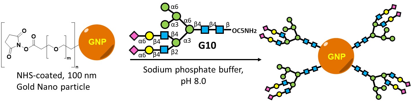 Synthesis and Quantitative Analysis of Glycans Conjugated to Gold Nanoparticles Synthesis and Quantitative Analysis of Glycans Conjugated to Gold Nanoparticles