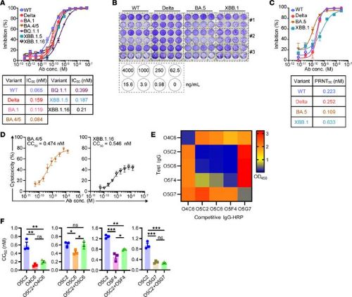 Functional and structural investigation of a broadly neutralizing SARS-CoV-2 antibody Functional and structural investigation of a broadly neutralizing SARS-CoV-2 antibody