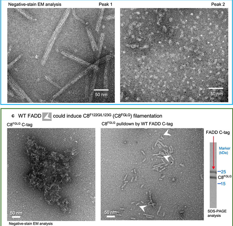 Deciphering DED assembly mechanisms in FADD-procaspase-8-cFLIP complexes regulating apoptosis Deciphering DED assembly mechanisms in FADD-procaspase-8-cFLIP complexes regulating apoptosis