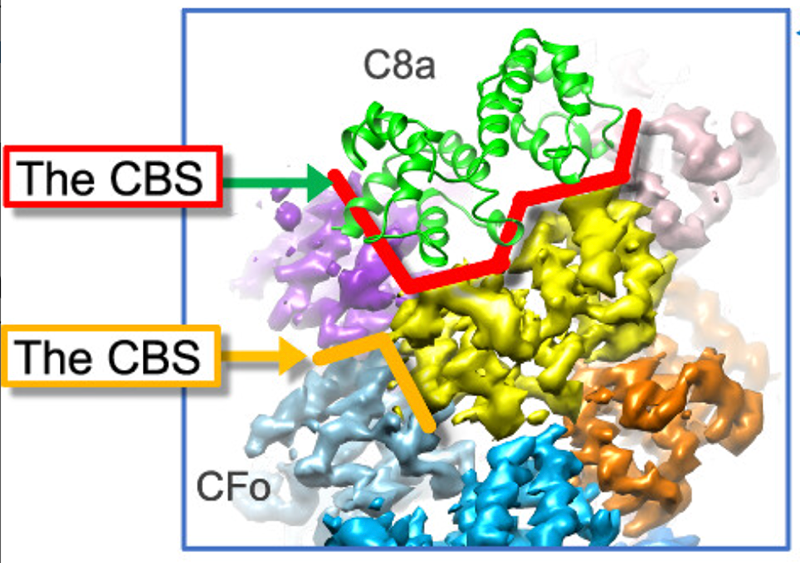 Reverse hierarchical DED assembly in the cFLIP-procaspase-8 and cFLIP-procaspase-8-FADD complexes Reverse hierarchical DED assembly in the cFLIP-procaspase-8 and cFLIP-procaspase-8-FADD complexes