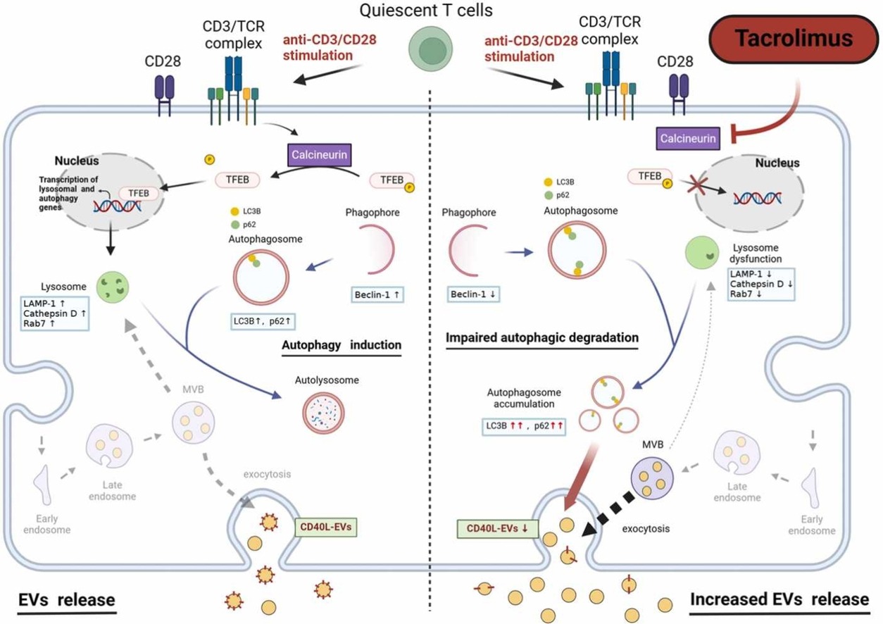 Tacrolimus regulates extracellular vesicle secretion from T cells via autophagy-lysosomal pathway Tacrolimus regulates extracellular vesicle secretion from T cells via autophagy-lysosomal pathway